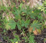 Potentilla