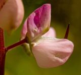 Lupinus &times; regalis