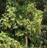 Catalpa ovata