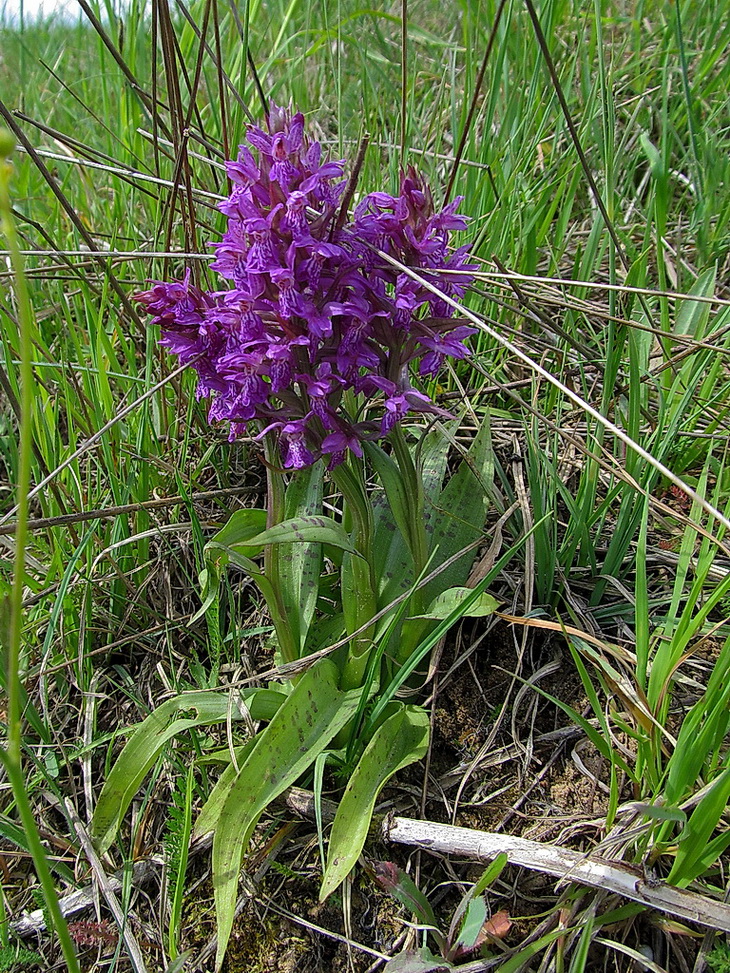 Image of Dactylorhiza majalis specimen.