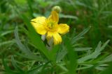 Ranunculus polyanthemos. Цветок и лист. Свердловская обл., окр. с. Курганово, Верхнемакаровское вдхр., полянка в смешанном лесу. 11.07.2009.