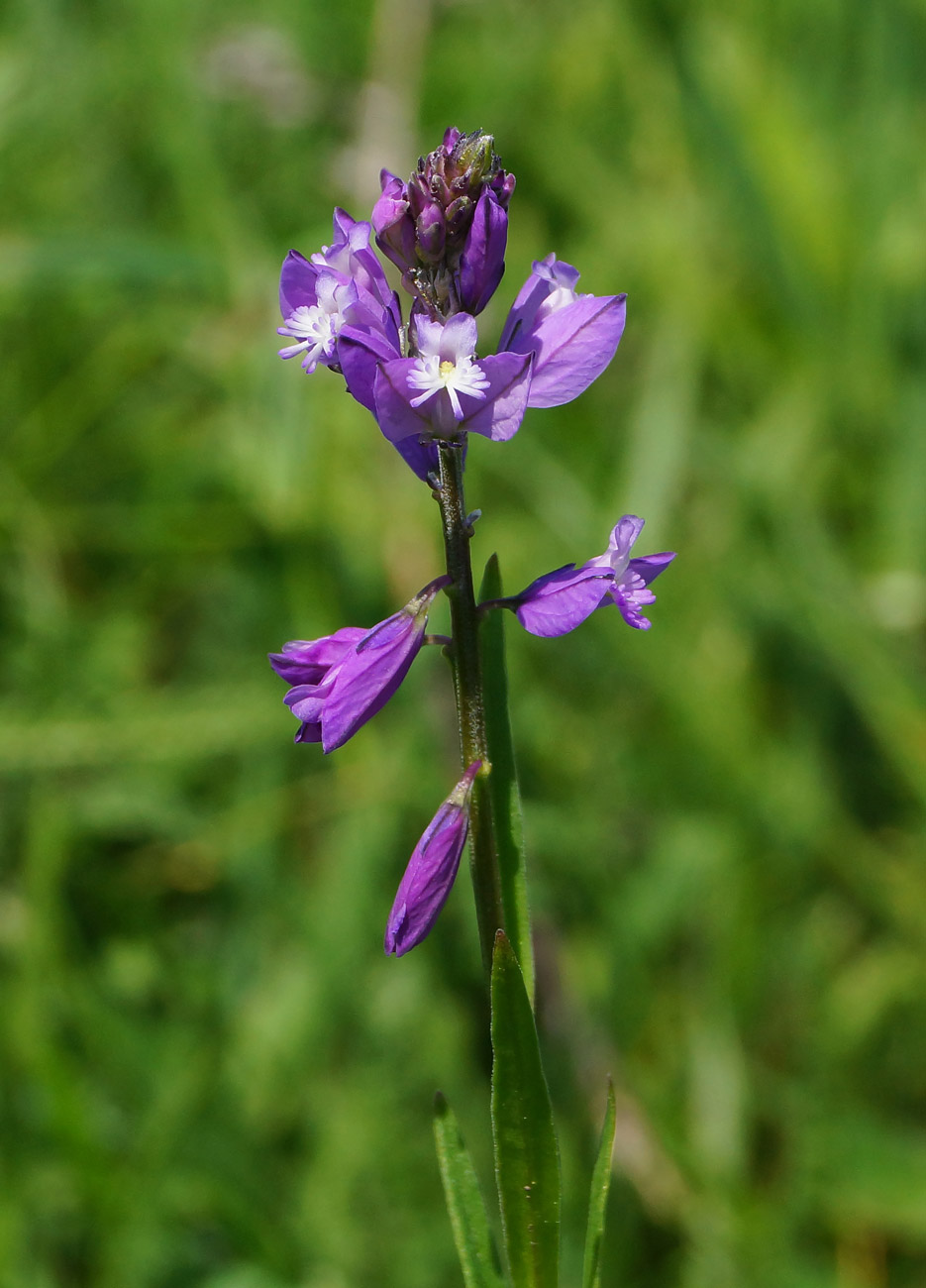 Изображение особи Polygala comosa.