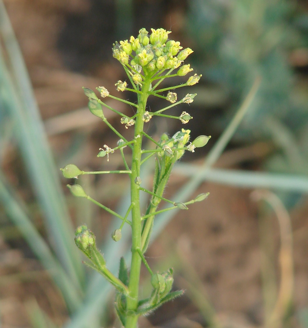 Изображение особи Camelina microcarpa.