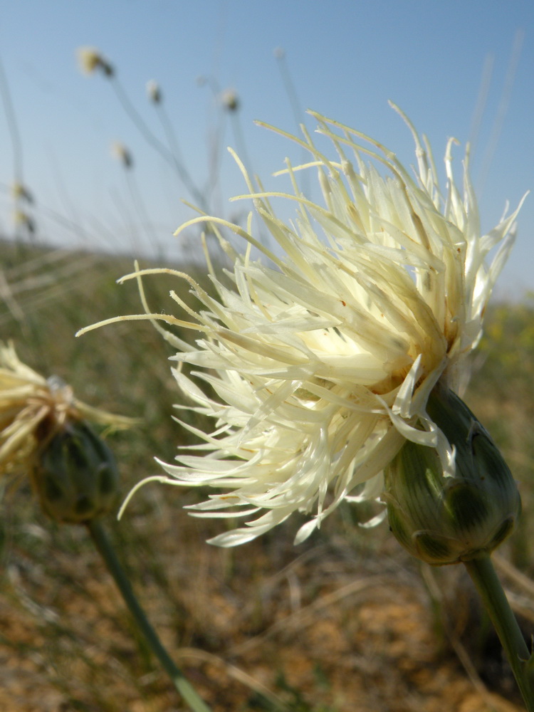 Изображение особи Rhaponticoides kasakorum.