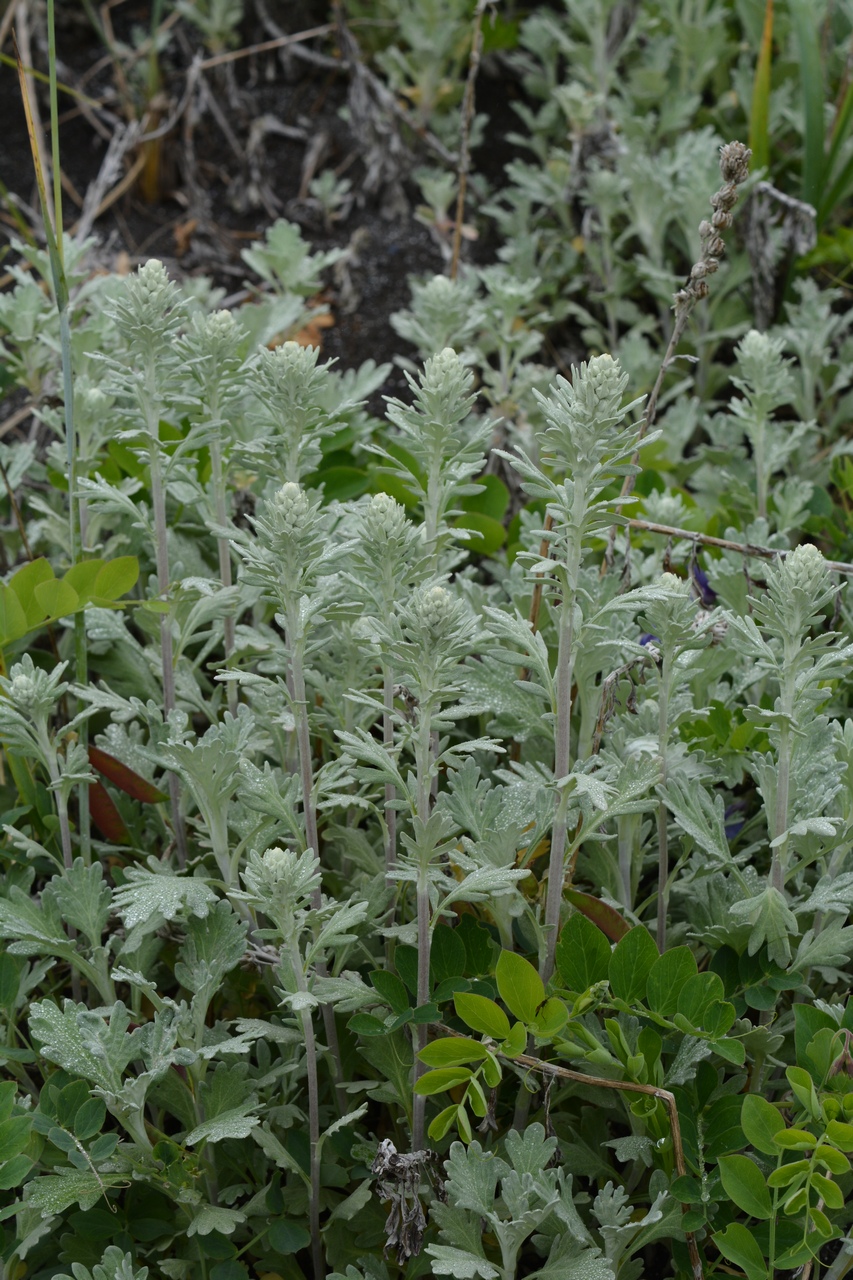 Image of Artemisia stelleriana specimen.
