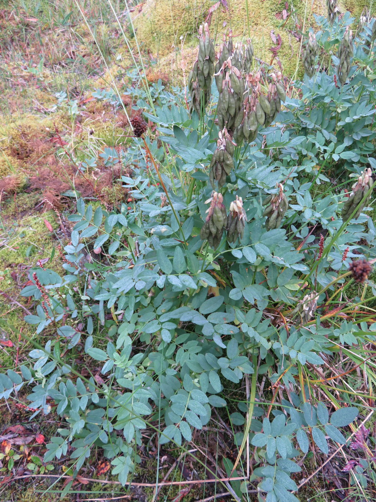 Изображение особи Astragalus frigidus.