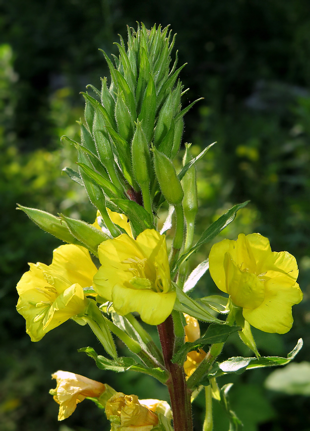 Изображение особи Oenothera rubricaulis.