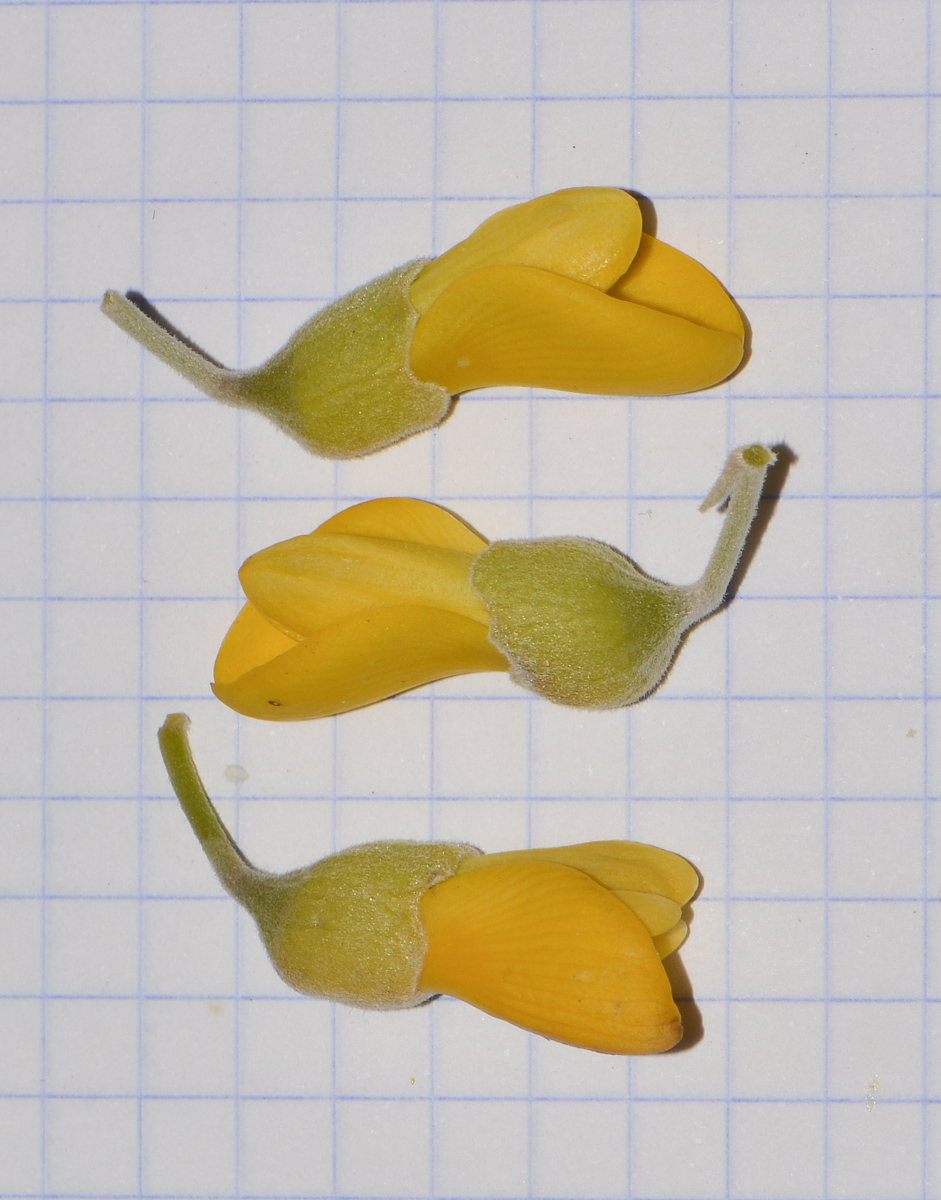 Image of Sophora tomentosa specimen.