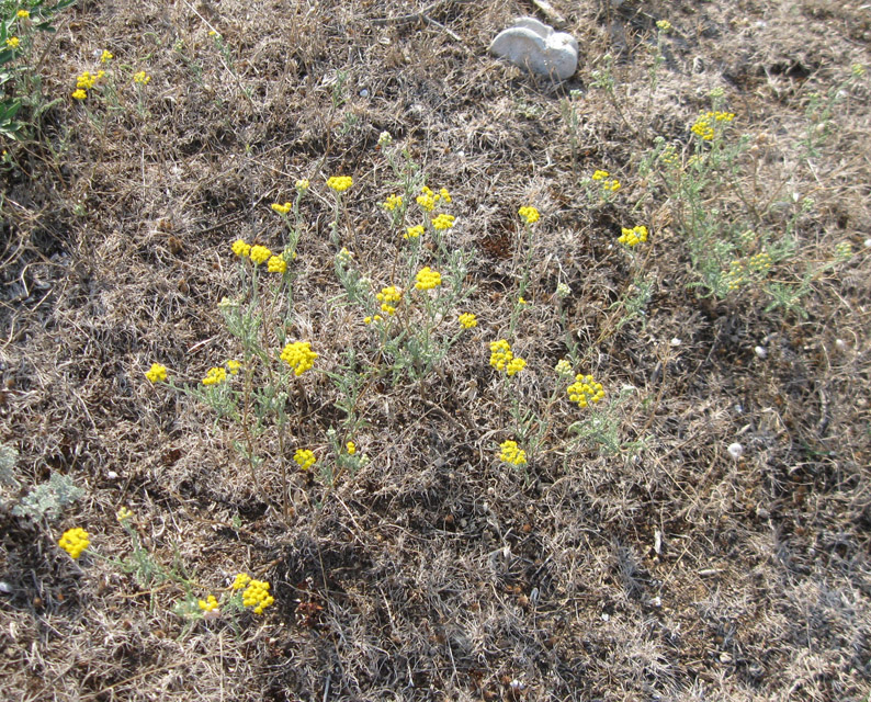 Image of Achillea taurica specimen.