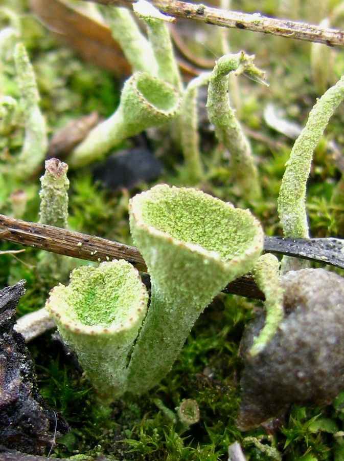 Image of genus Cladonia specimen.