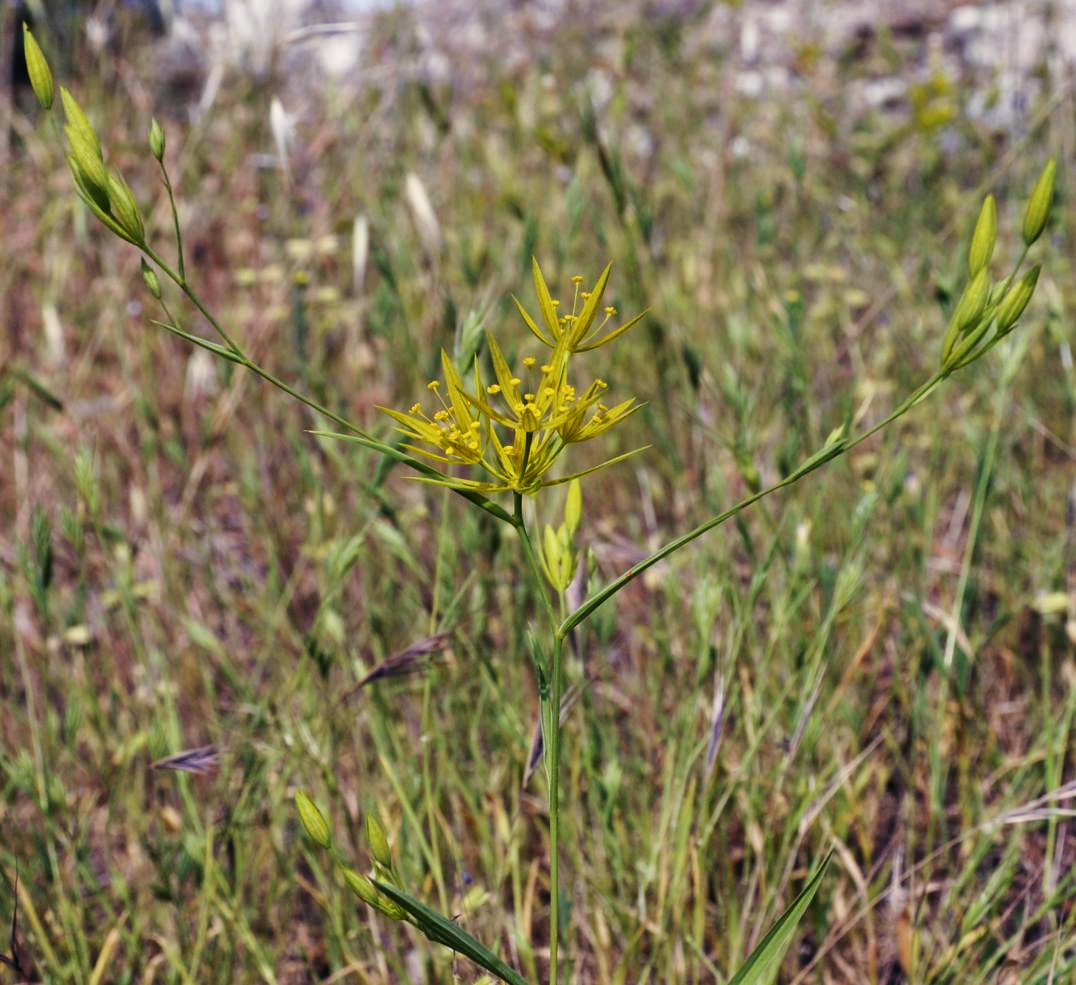 Изображение особи Bupleurum odontites.