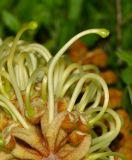 Grevillea hodgei