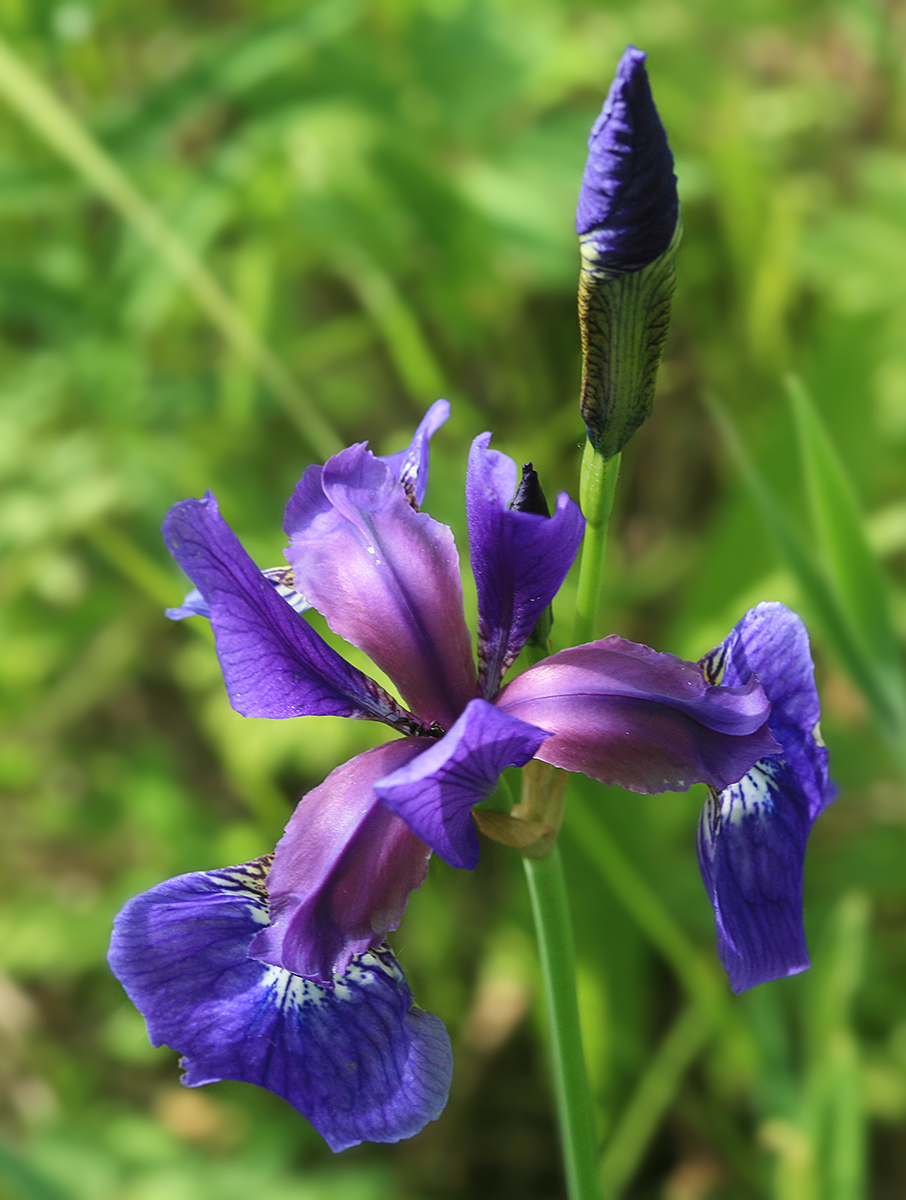 Image of Iris sanguinea specimen.