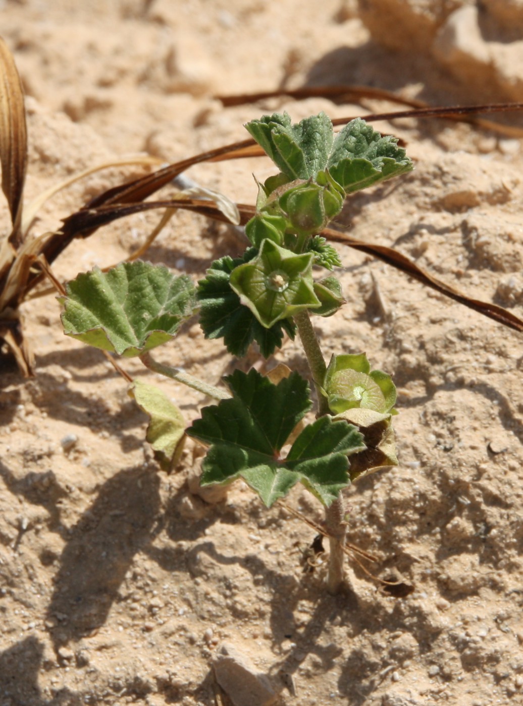 Image of Malva parviflora specimen.