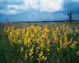 Galium verum. Цветущие растения на сухом лугу. Украина, Волынская обл., Ратновский р-н, восточнее с. Залухов, правый берег Выжевского канала возле оз. Святое. Конец июля 2004 г.