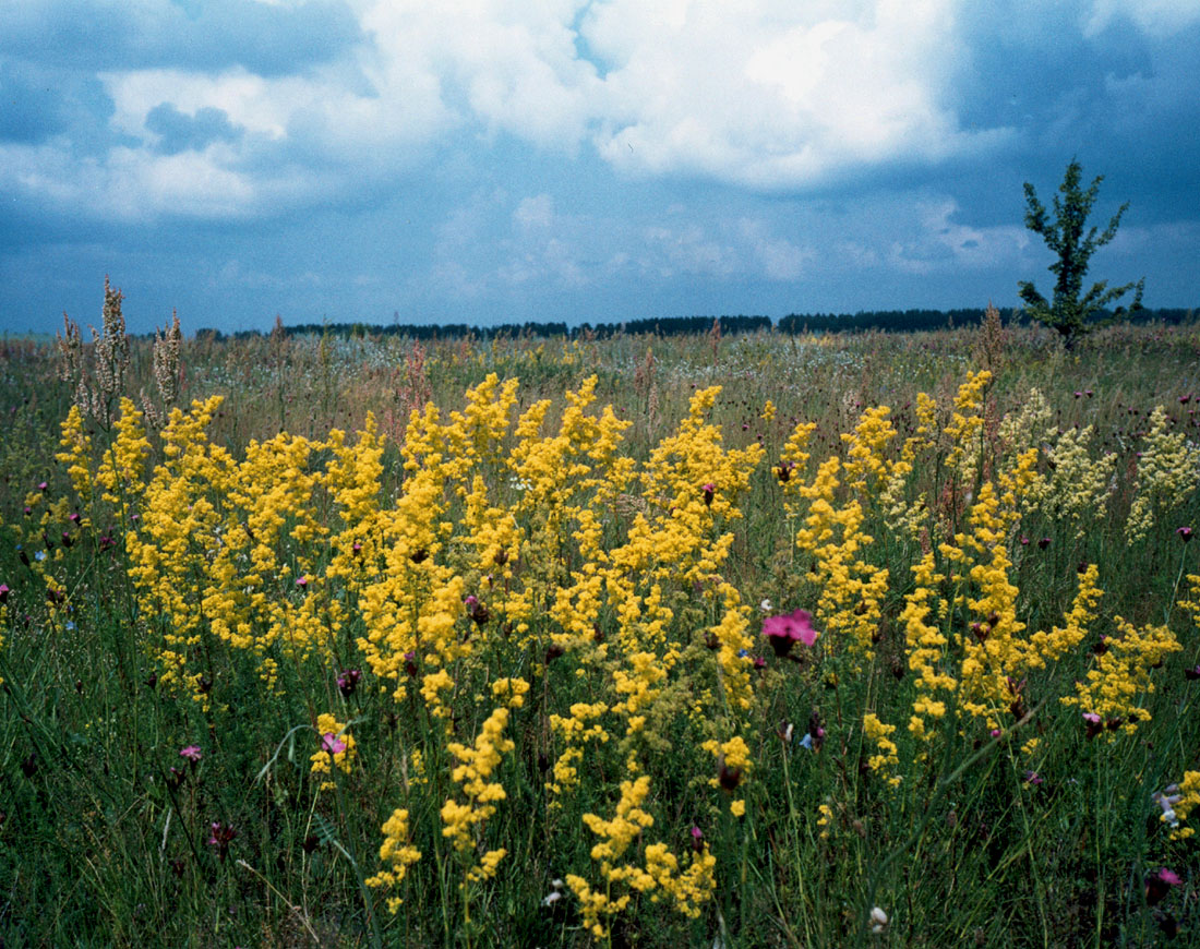 Изображение особи Galium verum.