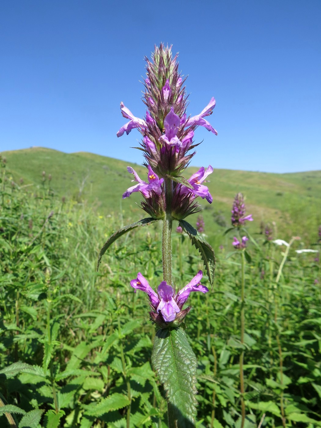 Image of Betonica betoniciflora specimen.