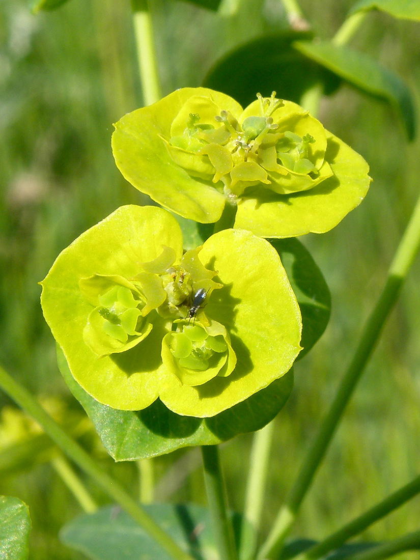 Изображение особи Euphorbia iberica.