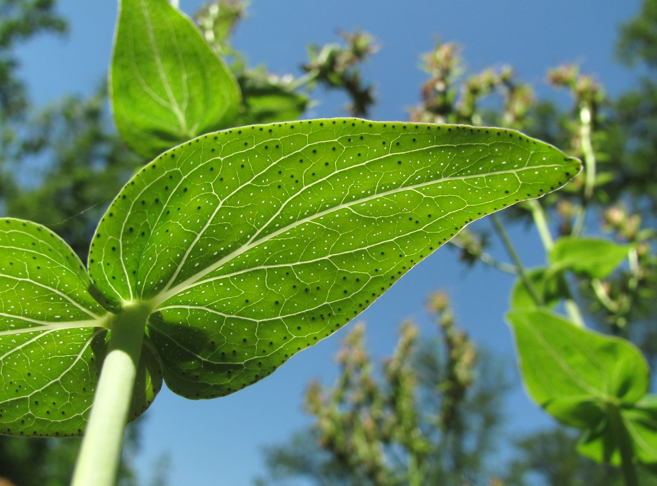 Изображение особи Hypericum maleevii.