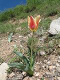 genus Tulipa. Цветущее растение. Южный Казахстан, Таласский Алатау, запов. Аксу-Жабаглы, ущ. Улькен-Каинды, выс. 2200 м н.у.м. 9 июня 2017 г.