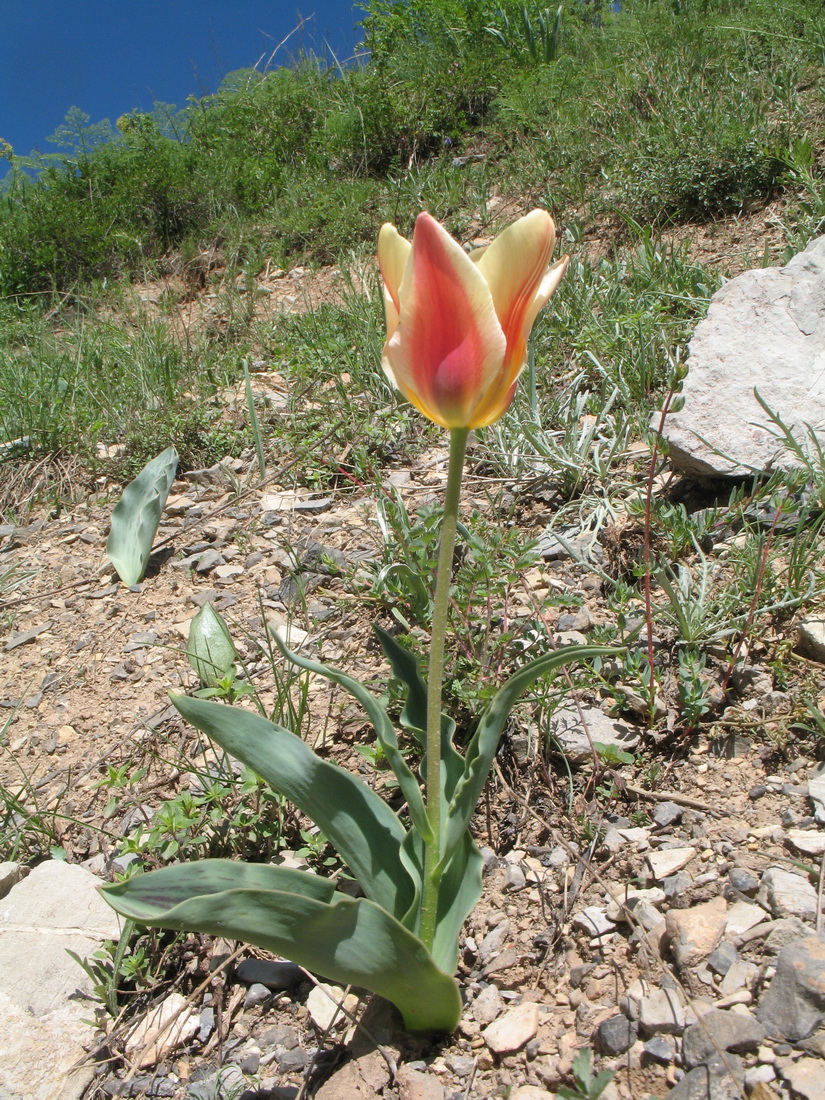 Изображение особи род Tulipa.