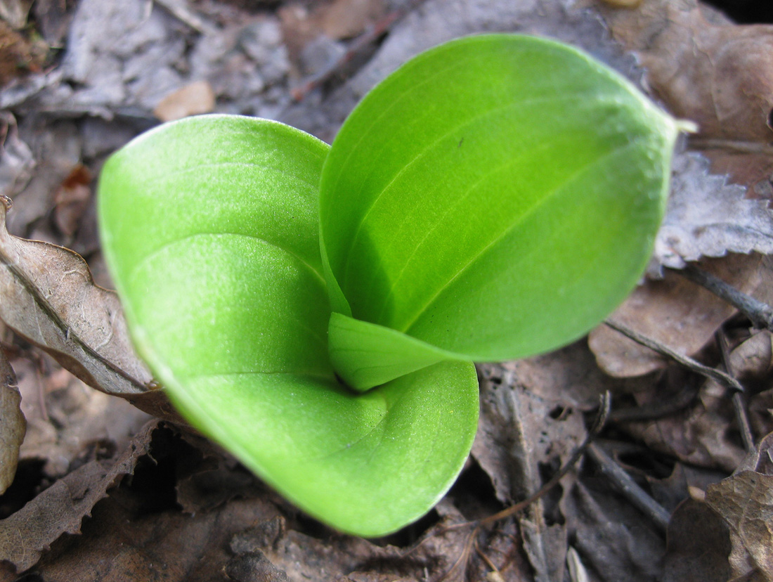 Изображение особи Listera ovata.