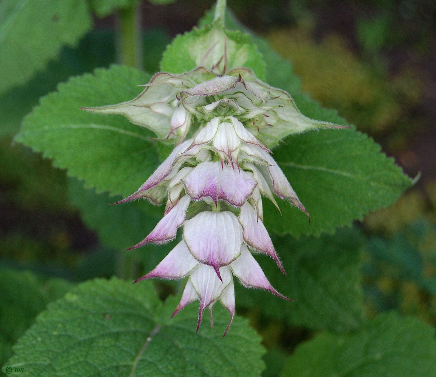 Image of Salvia sclarea specimen.