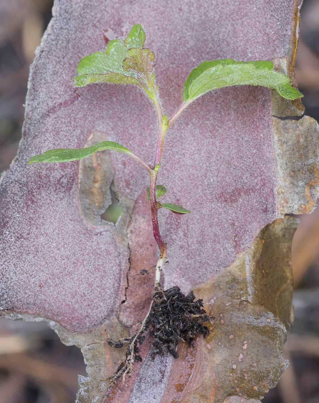 Image of Betula pubescens specimen.