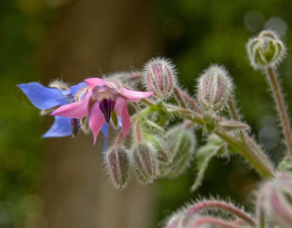 Изображение особи Borago officinalis.