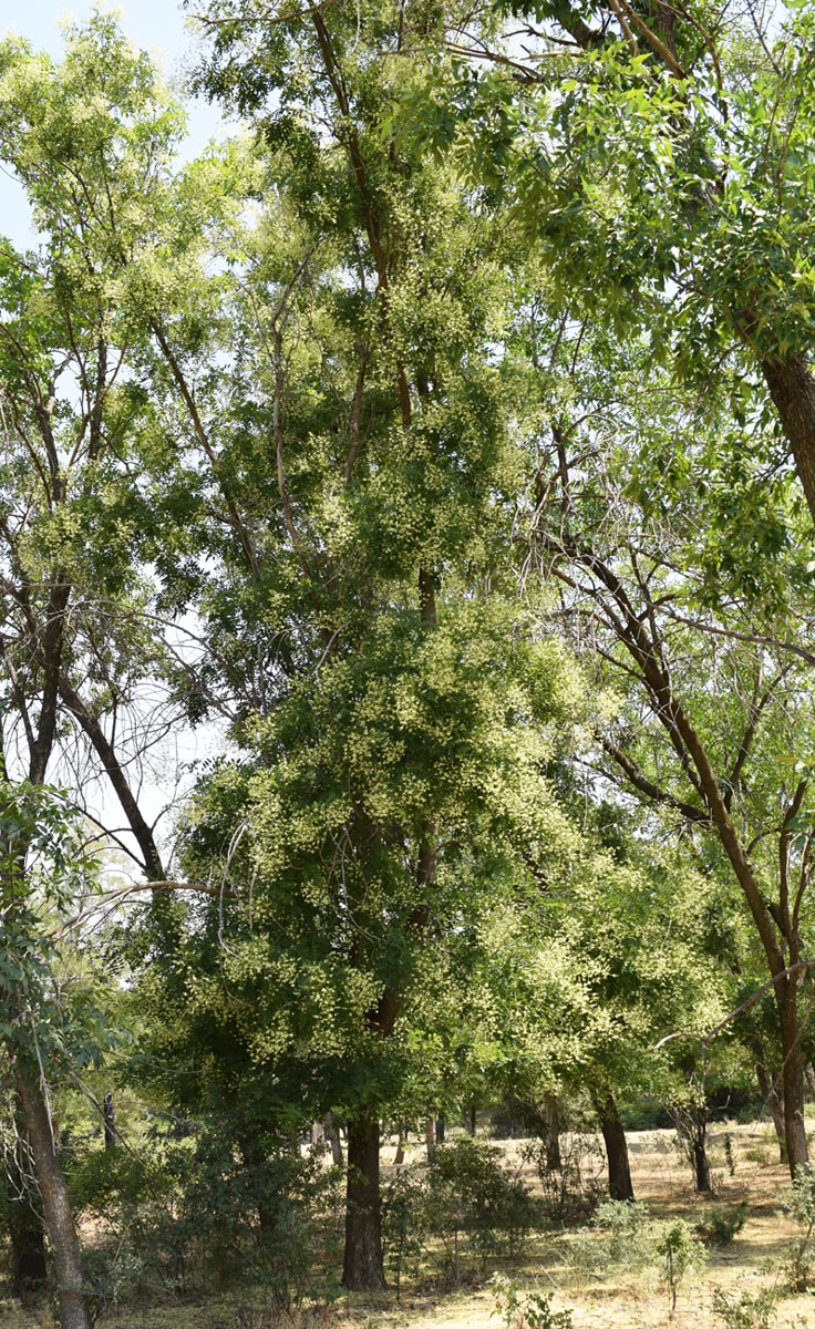 Image of Styphnolobium japonicum specimen.