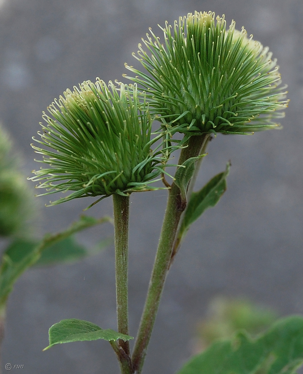 Image of Arctium lappa specimen.