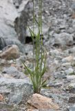 Elymus buschianus