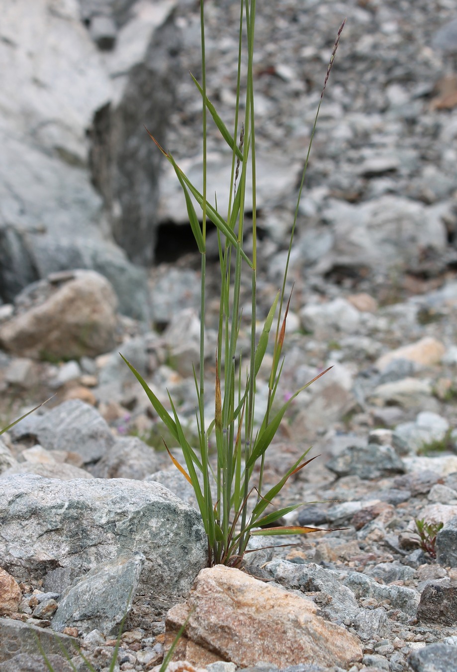 Изображение особи Elymus buschianus.