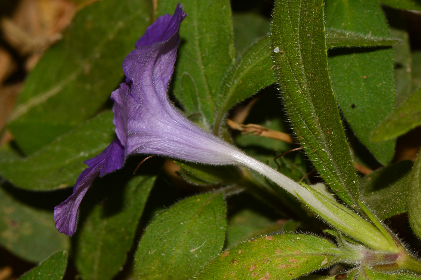 Image of Ruellia prostrata specimen.