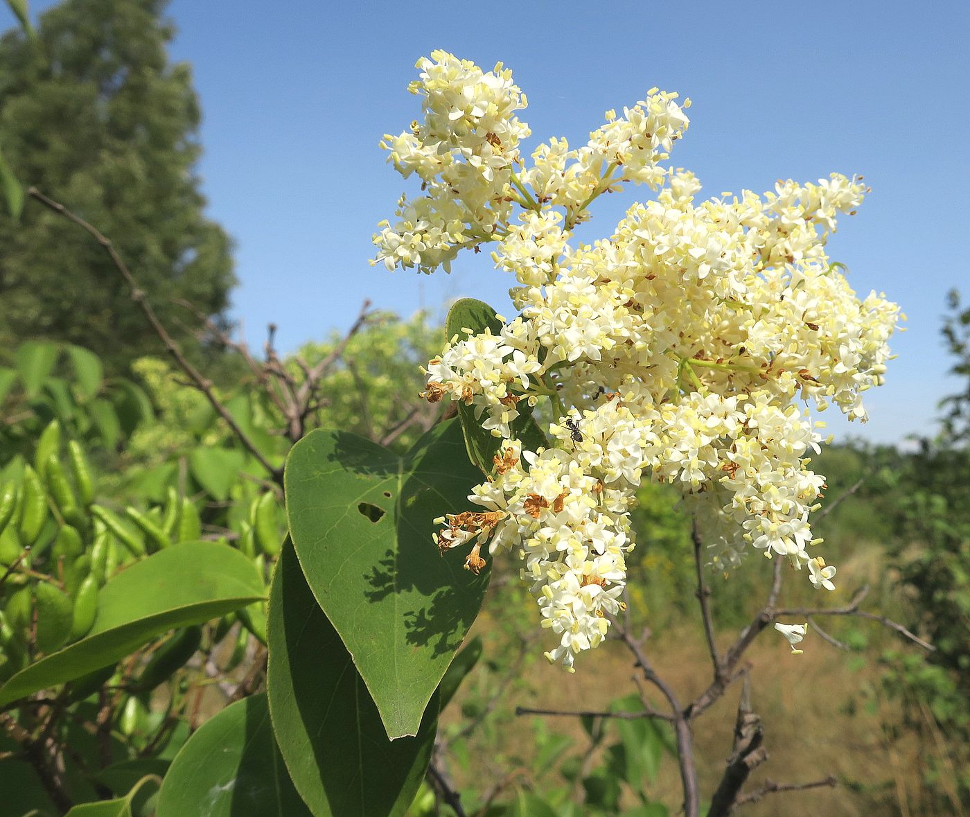 Image of Syringa amurensis specimen.