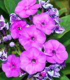 Phlox paniculata