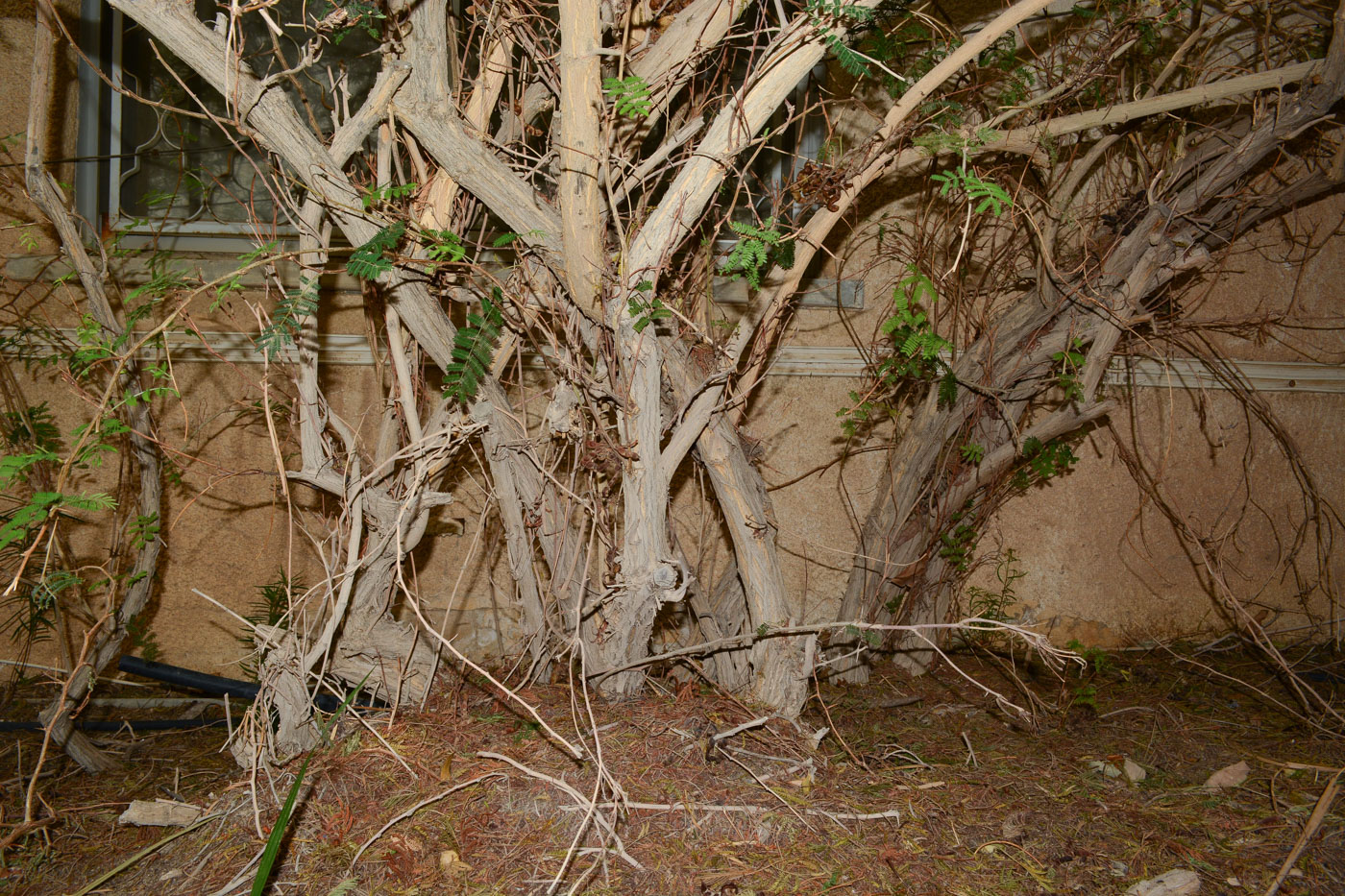 Image of Dichrostachys cinerea specimen.