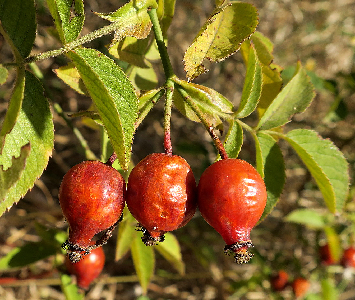 Image of Rosa kalmiussica specimen.