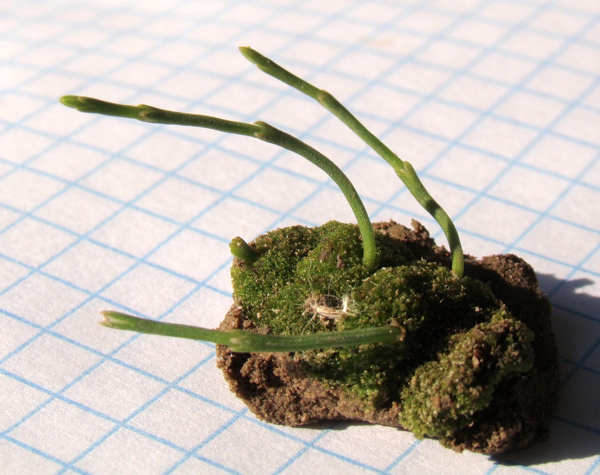 Image of genus Equisetum specimen.