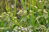 Ageratum conyzoides