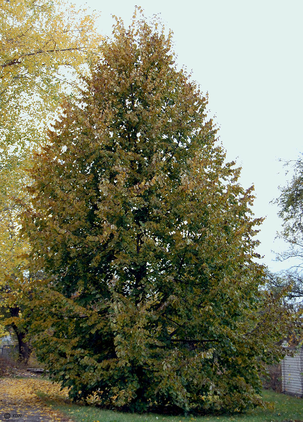 Image of Tilia mandshurica specimen.