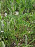 Astragalus guttatus. Цветущее растение. Крым, окр. Феодосии, хр. Биюк-Янышар, гора Джан-Куторан. 30 апреля 2010 г.