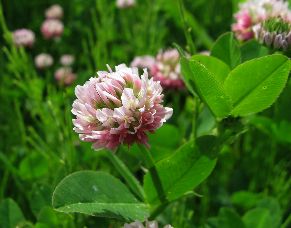 Изображение особи Trifolium hybridum.