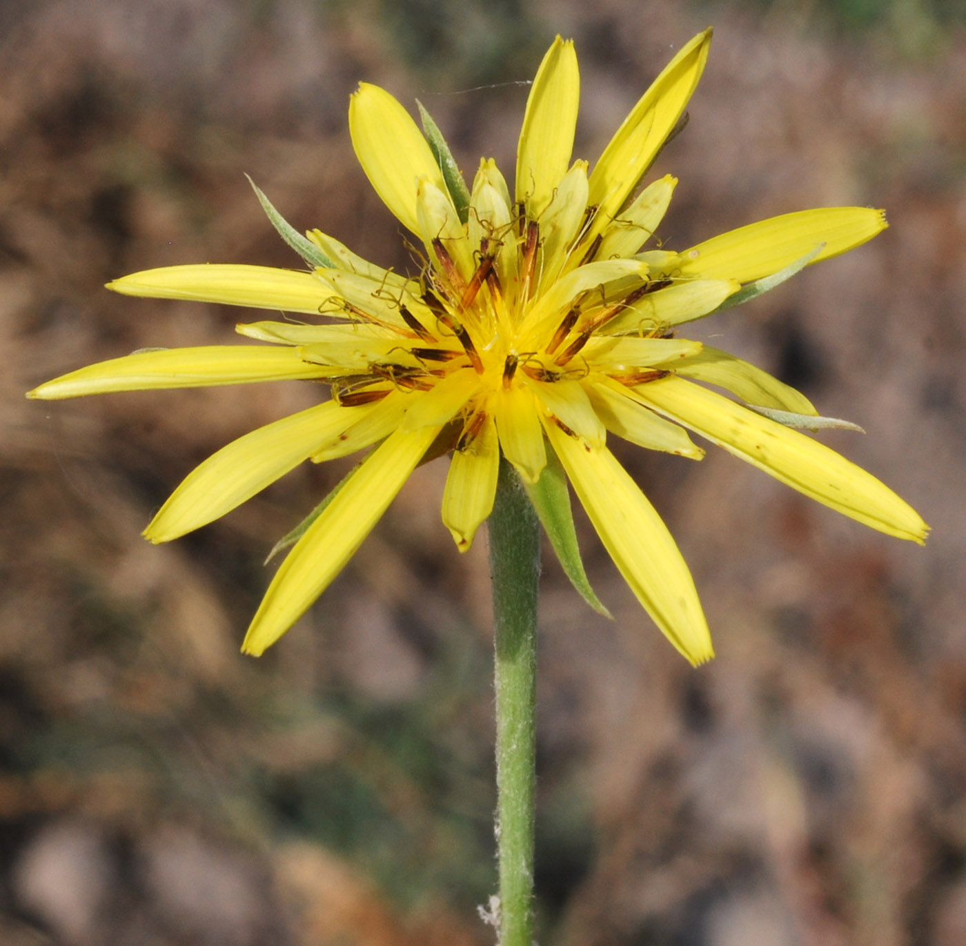 Изображение особи Tragopogon graminifolius.