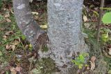 Magnolia hypoleuca. Нижняя часть ствола. Приморский край, окр. пос. Горнотаёжное, дендрарий Горно-таёжной станции, в культуре. 02.10.2017.