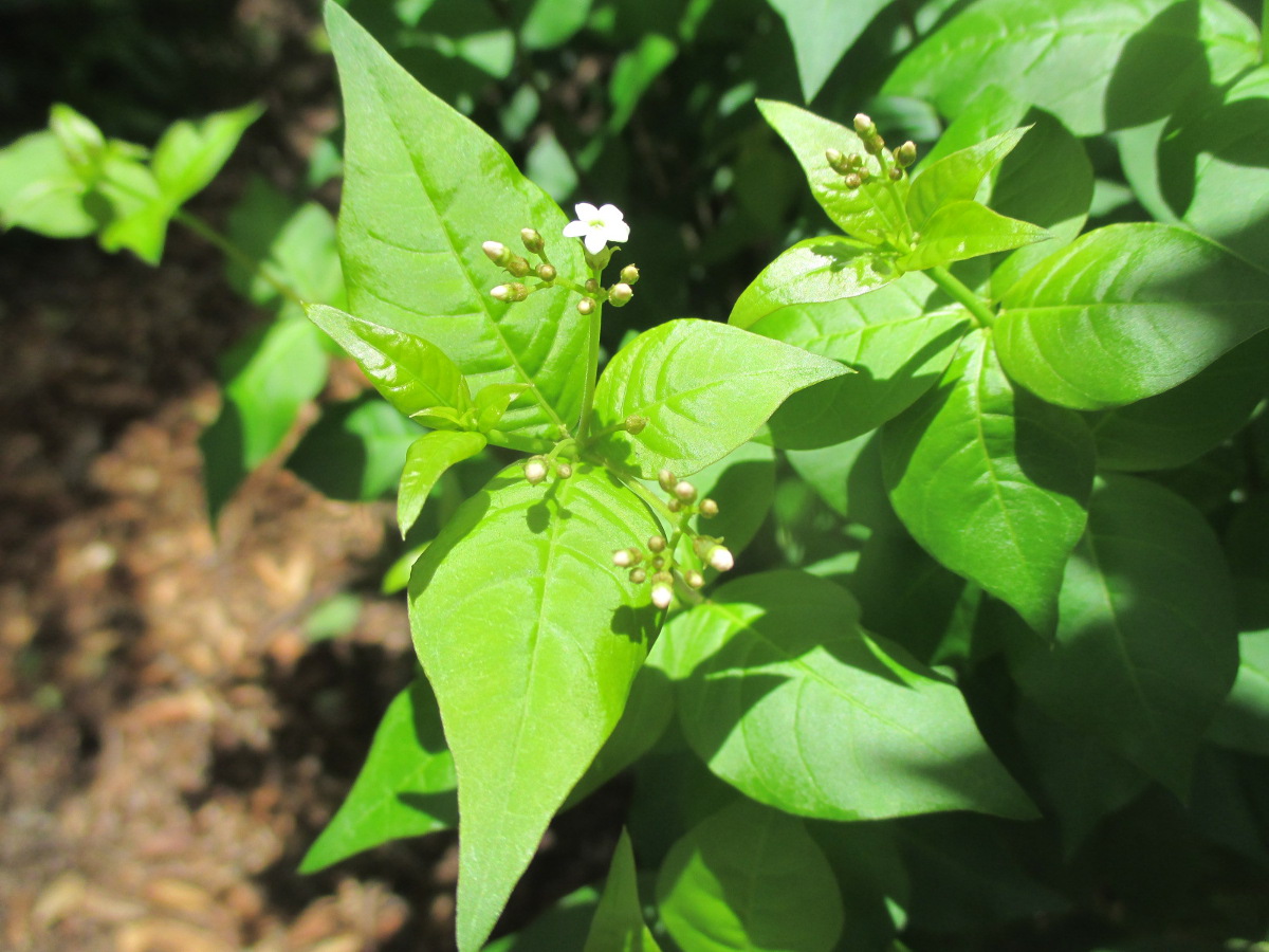 Image of Rauvolfia ligustrina specimen.