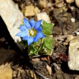 Gentiana squarrosa