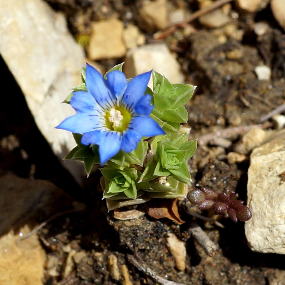 Изображение особи Gentiana squarrosa.