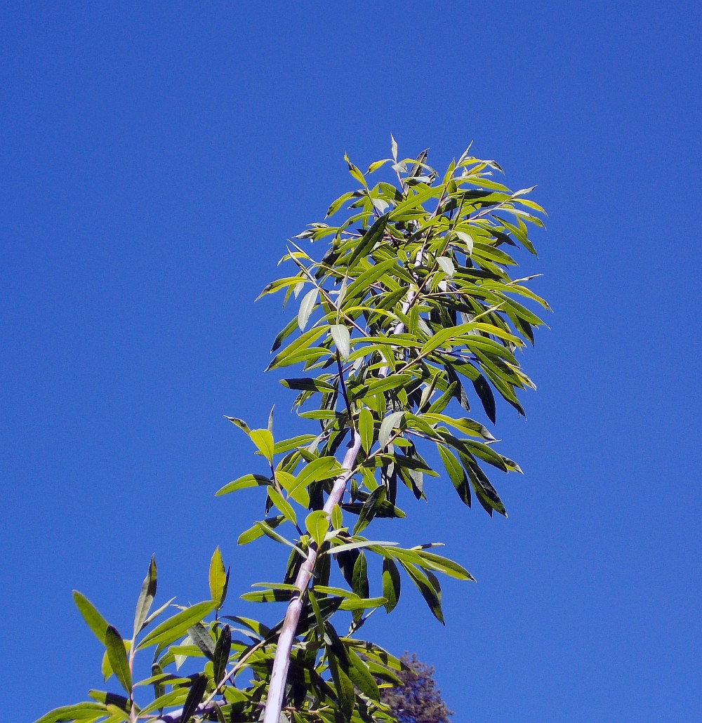 Image of Chosenia arbutifolia specimen.