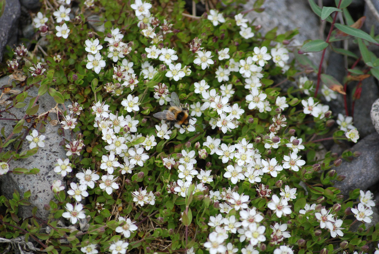 Image of Wilhelmsia physodes specimen.